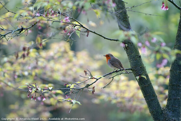 Springtime Robin Picture Board by Amanda Elwell