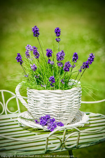 Lavender Picture Board by Amanda Elwell