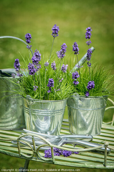 Pots Of Lavender Picture Board by Amanda Elwell