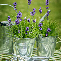 Buy canvas prints of Pots Of Lavender by Amanda Elwell