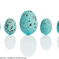 Buy canvas prints of Row Of Blue Eggs by Amanda Elwell