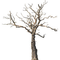 Buy canvas prints of Dead Tree by Amanda Elwell