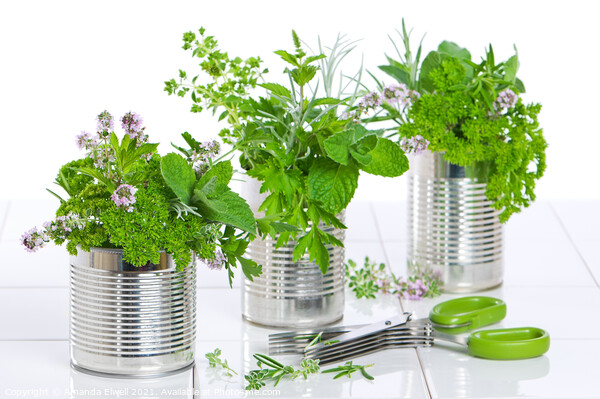 Fresh Herbs In Recycled Cans Picture Board by Amanda Elwell