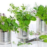 Buy canvas prints of Fresh Herbs In Recycled Cans by Amanda Elwell