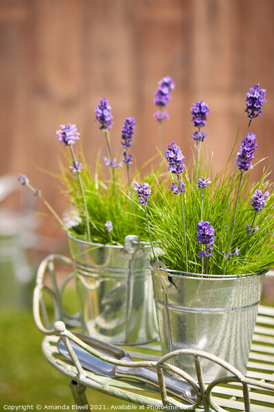 Garden Lavender Picture Board by Amanda Elwell