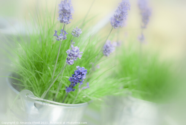 Lavender Sprigs Picture Board by Amanda Elwell