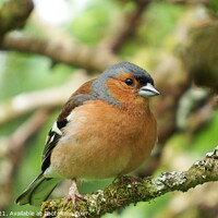 Buy canvas prints of Chaffinch by Ryan Lewis
