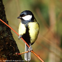 Buy canvas prints of Great Tit by Ryan Lewis