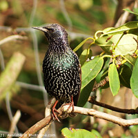 Buy canvas prints of Starling by Ryan Lewis