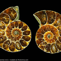 Buy canvas prints of Ammonite fossil by Peter Brownlow