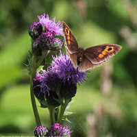 Buy canvas prints of Meadow Brown butterfly on thistle by Peter Brownlow