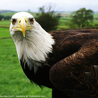Buy canvas prints of Rocky, an American Bald Eagle by Peter Brownlow