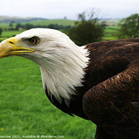 Buy canvas prints of Rocky, an American Bald Eagle by Peter Brownlow