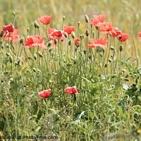 Buy canvas prints of Poppy field by Claire Turner