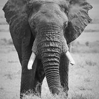Buy canvas prints of Bull elephant, Kenya by Claire Turner