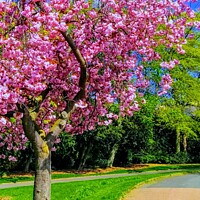 Buy canvas prints of Vibrant pink cherry blossom tree by Tina Veeranna