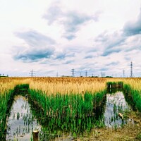 Buy canvas prints of Saltholme Marshes by Tina Veeranna