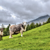 Buy canvas prints of Sheep On Hillside by Kevin Clayton