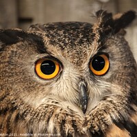 Buy canvas prints of Eagle Owl by Kevin Clayton
