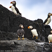 Buy canvas prints of Puffins by Kevin Clayton