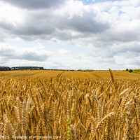 Buy canvas prints of Cornfield by Kevin Clayton