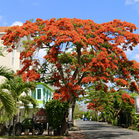 Buy canvas prints of Flame tree in Mauritius by Gerard Peka