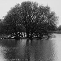 Buy canvas prints of Tree in lake by Mark ODonnell