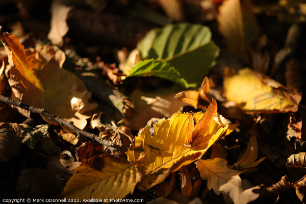 Autumn Leaf Picture Board by Mark ODonnell
