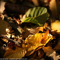 Buy canvas prints of Autumn Leaf by Mark ODonnell