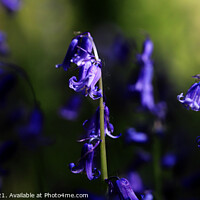 Buy canvas prints of Bluebell_2021_001 by Mark ODonnell