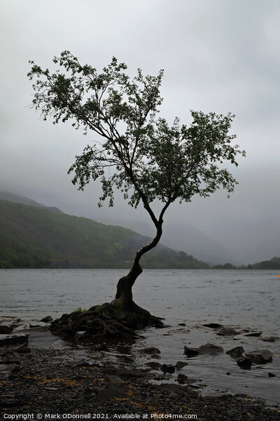 Lone Tree in Wales Picture Board by Mark ODonnell
