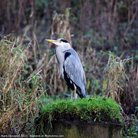 Buy canvas prints of A heron sitting on top of a grass covered field by Mark ODonnell