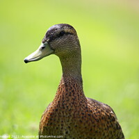 Buy canvas prints of Duck looking away by Mark ODonnell
