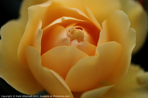 Sweet Yellow Rose Picture Board by Mark ODonnell