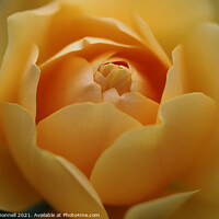 Buy canvas prints of Sweet Yellow Rose by Mark ODonnell