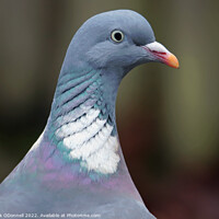 Buy canvas prints of Pigeon Profile by Mark ODonnell