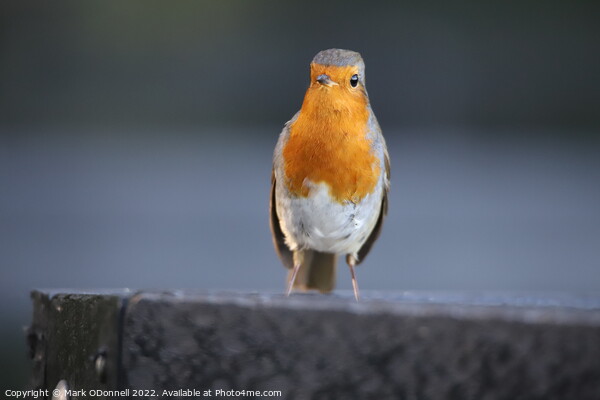Robin standing on a ledge Picture Board by Mark ODonnell