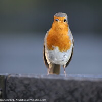 Buy canvas prints of Robin standing on a ledge by Mark ODonnell