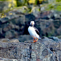 Buy canvas prints of Puffin 1 by Mark ODonnell