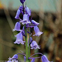 Buy canvas prints of Bluebell 1 2023 by Mark ODonnell