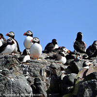 Buy canvas prints of Puffin Rock Group by Mark ODonnell