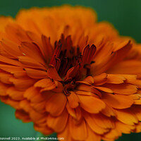 Buy canvas prints of Marigold  by Mark ODonnell
