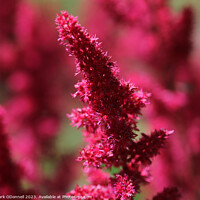 Buy canvas prints of Astilbe Flower by Mark ODonnell