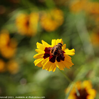 Buy canvas prints of Bee Power by Mark ODonnell