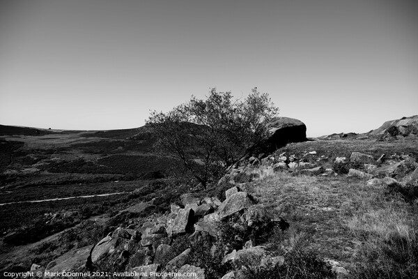 Lone Tree in the Roaches Picture Board by Mark ODonnell