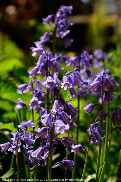 BlueBell Picture Board by Mark ODonnell