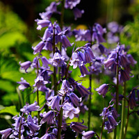 Buy canvas prints of BlueBell by Mark ODonnell