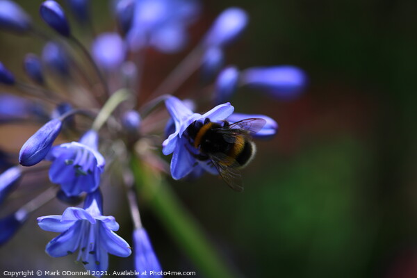 Bee and BlueBell Picture Board by Mark ODonnell