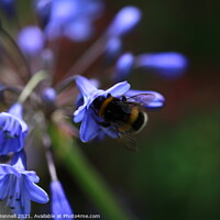 Buy canvas prints of Bee and BlueBell by Mark ODonnell