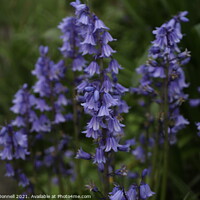 Buy canvas prints of BlueBells by Mark ODonnell